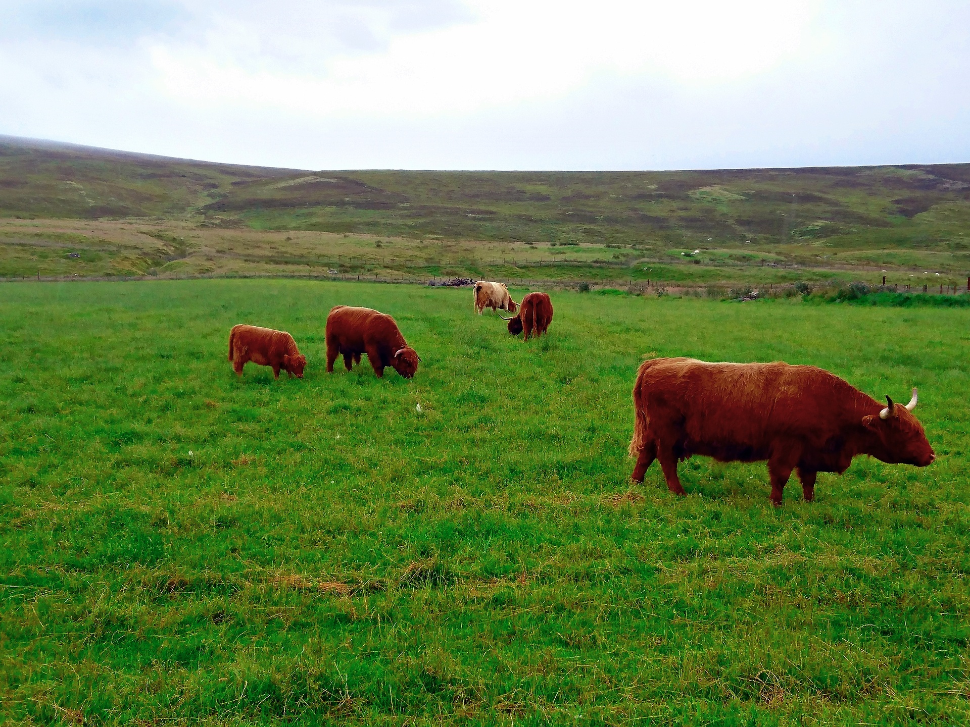 scotland highlands cattle free photo