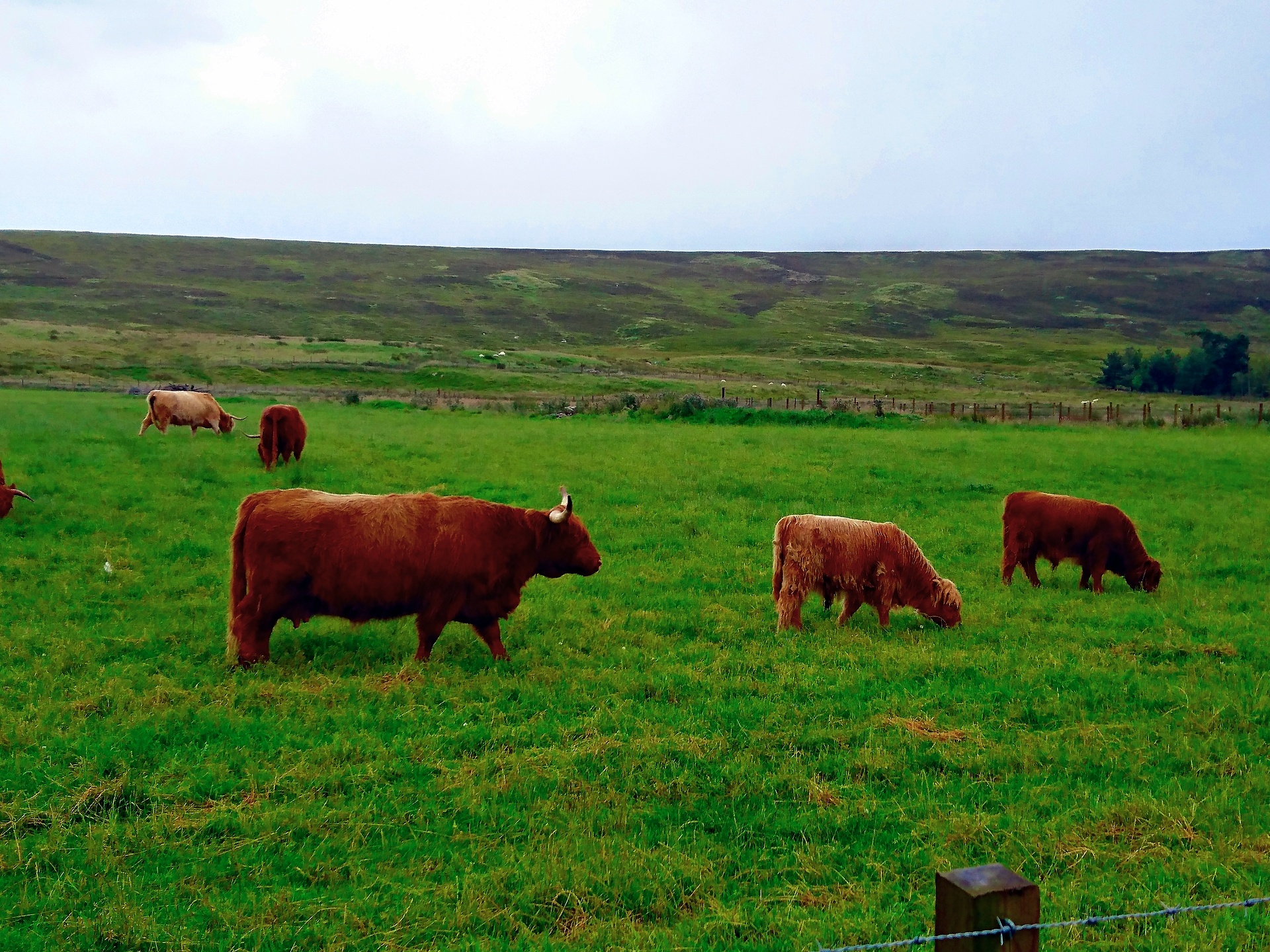 scotland highlands cattle free photo
