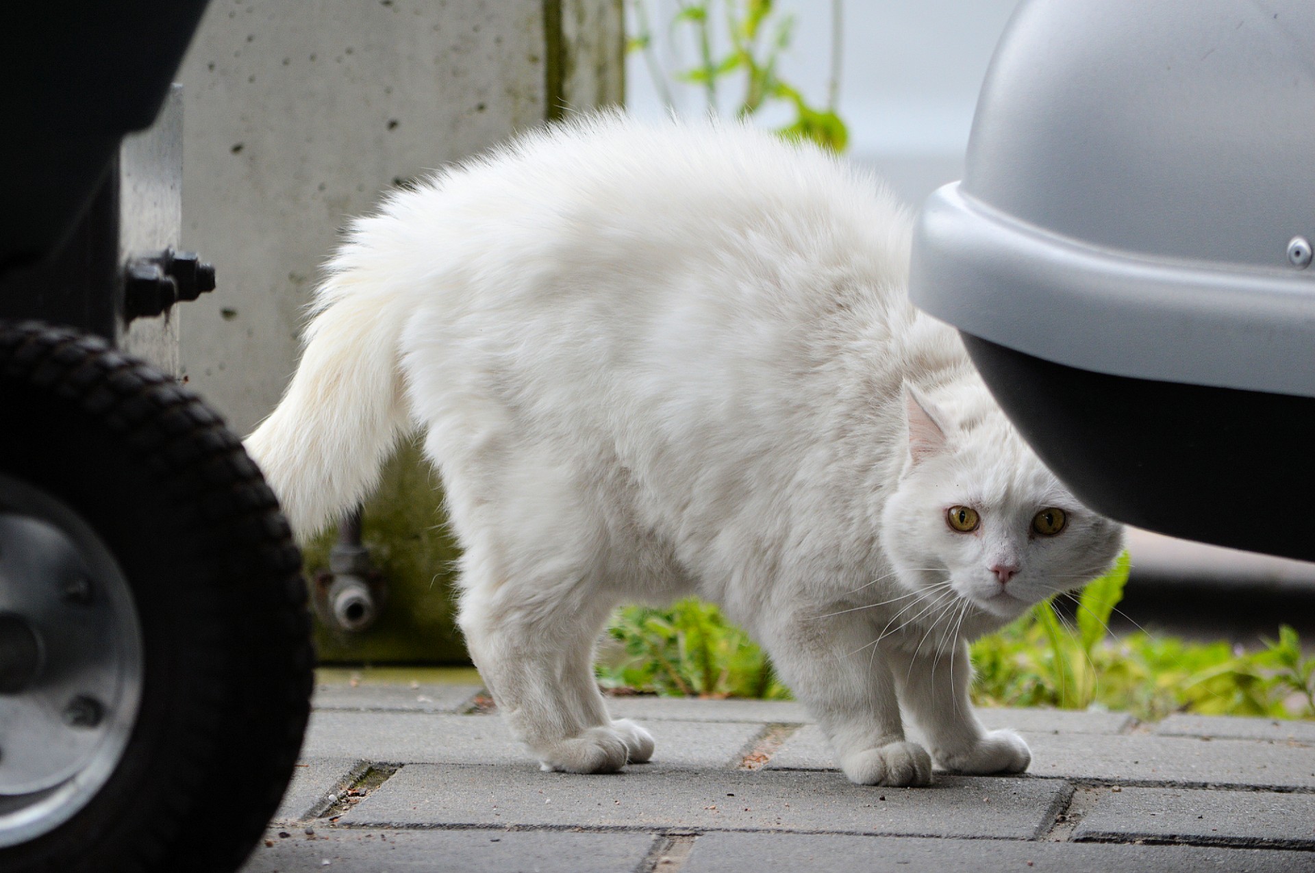 shy scared cat free photo