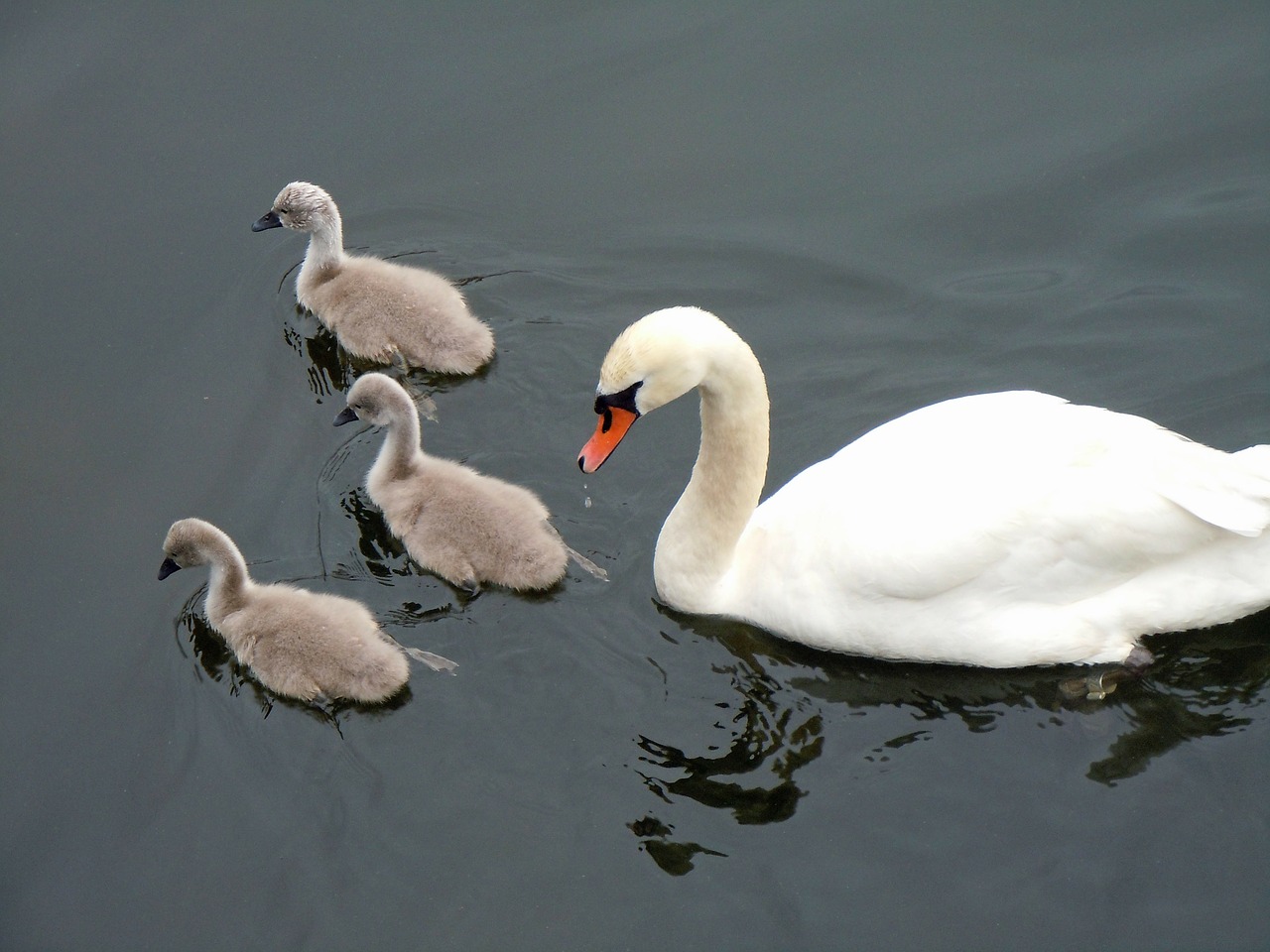 schwaenenfamilie swans swan babies free photo