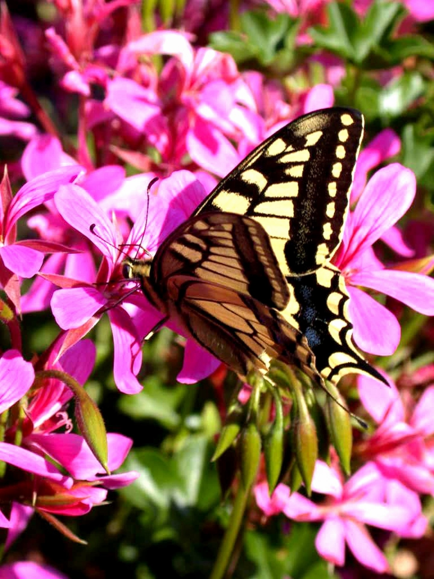 butterfly butterflies summer free photo