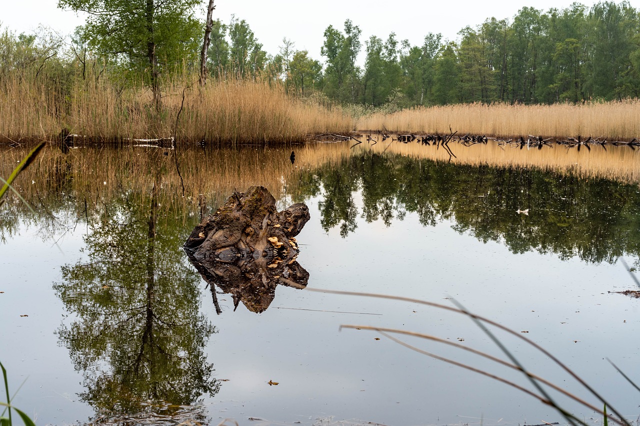 schwalm break  lake  water free photo