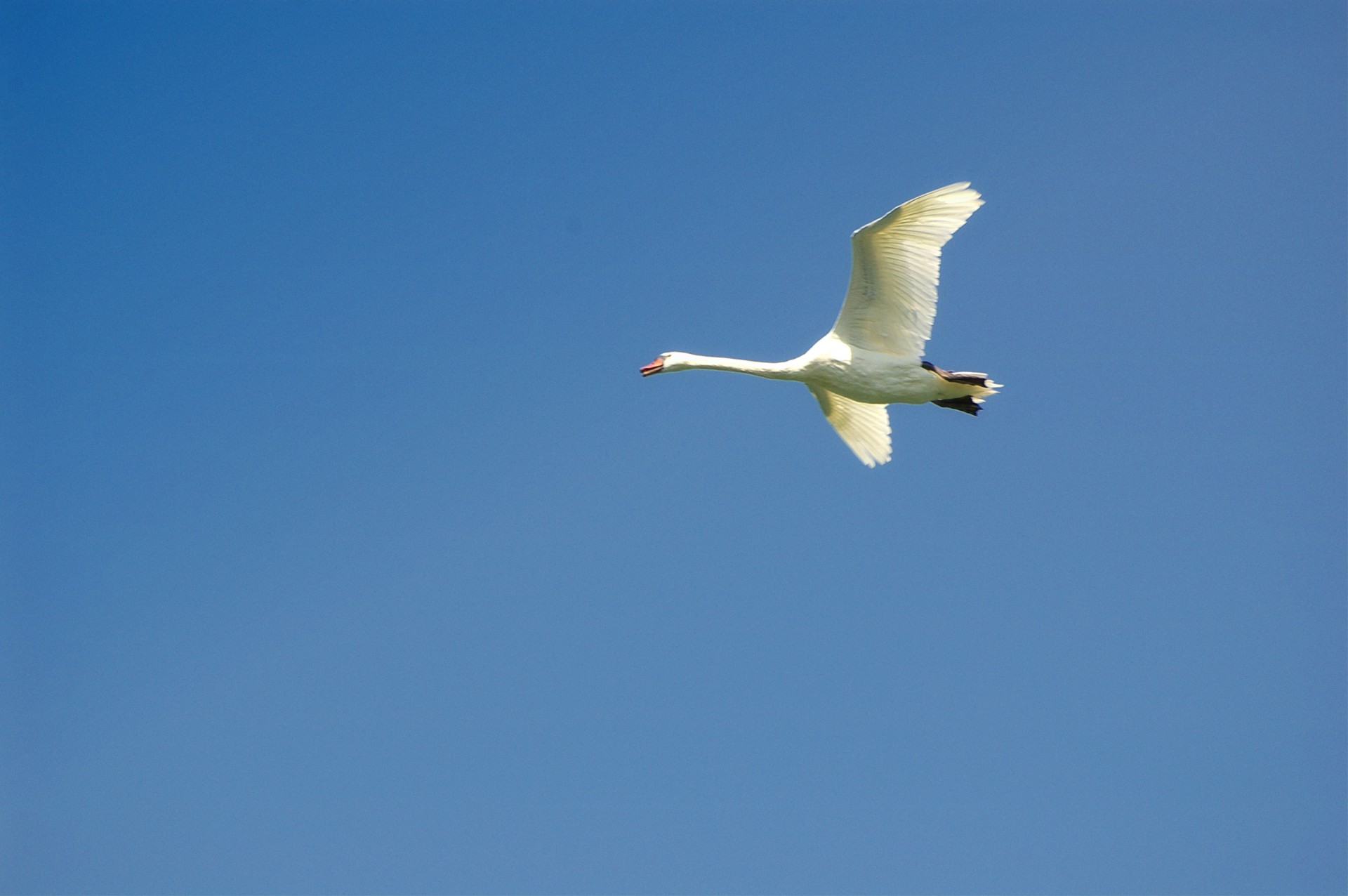 swan flight sky free photo