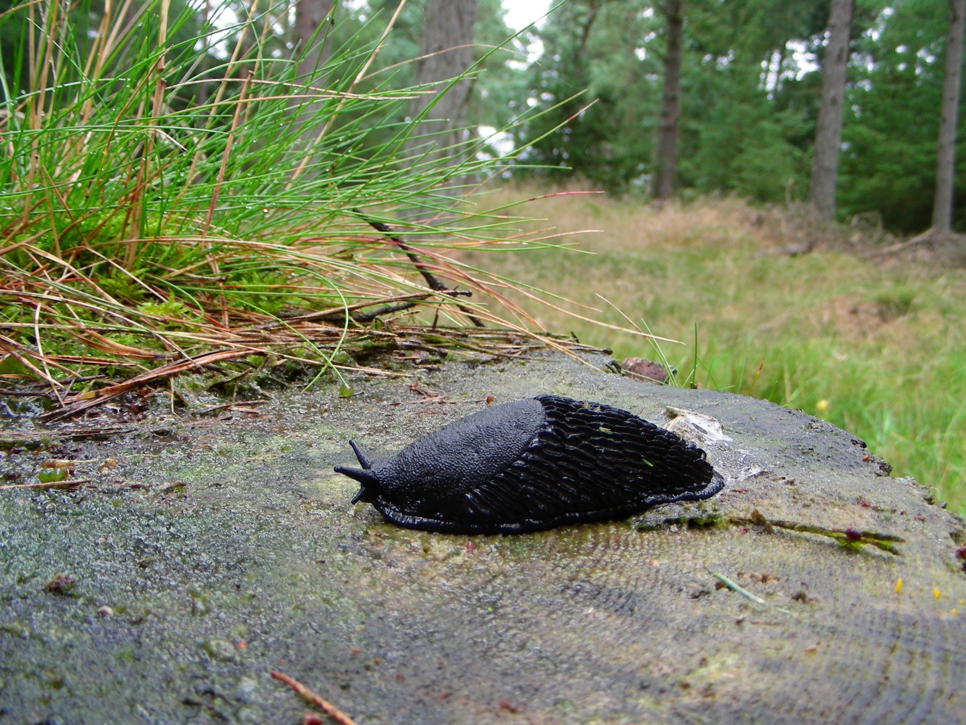 slug forest tree stump free photo