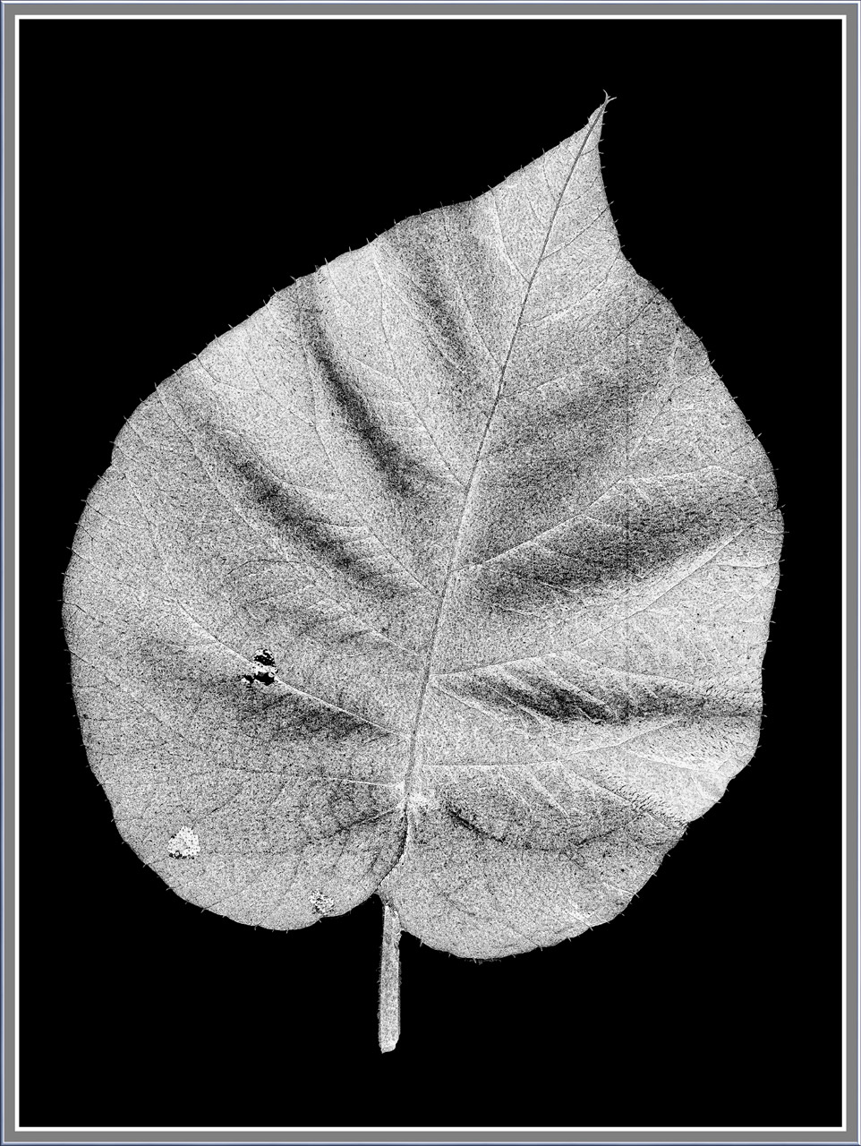 leaf black white free photo