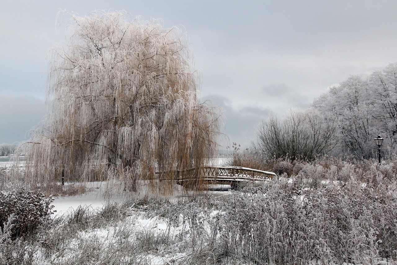 schweriner see winter frost free photo