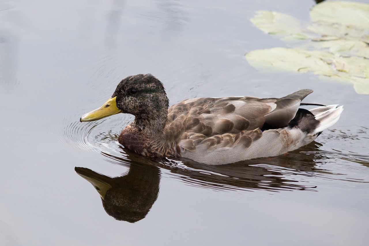 schwimmvogel duck water bird free photo