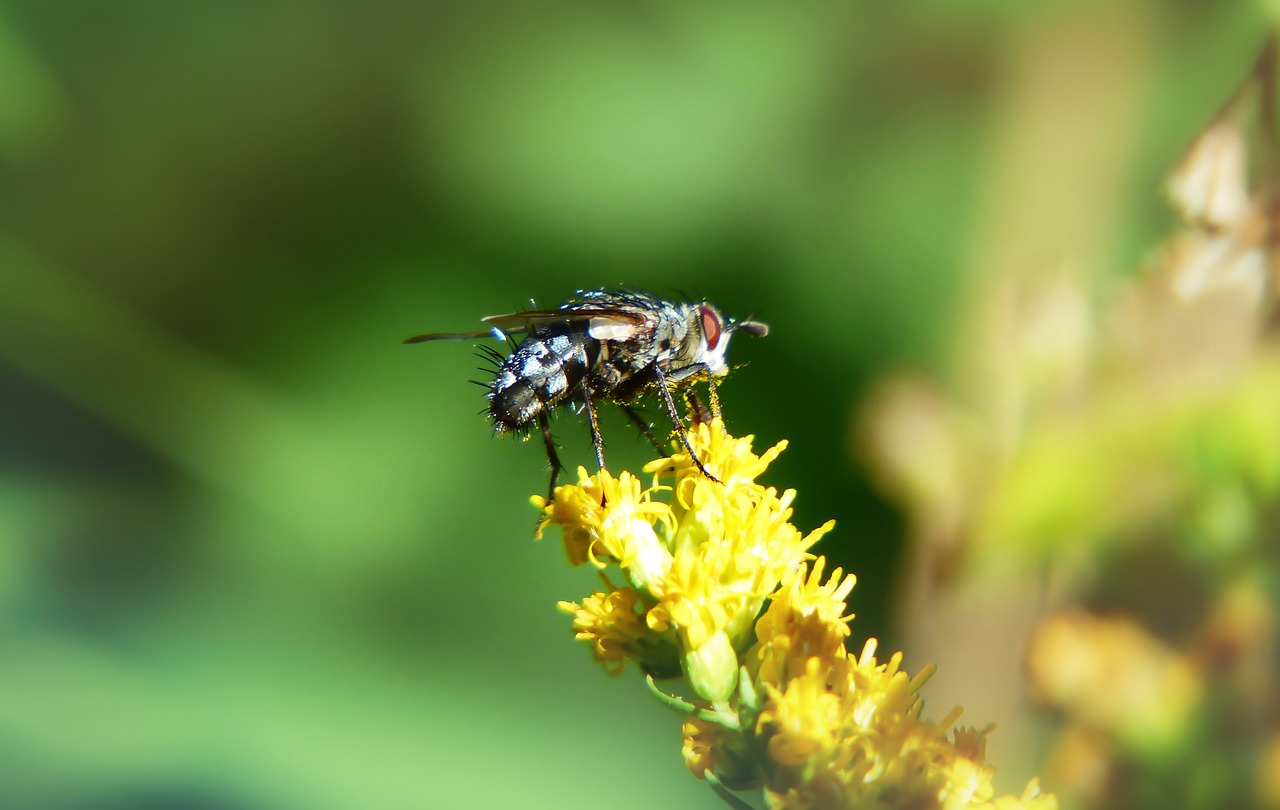 ścierwica mięsówka  insect  muchówka free photo