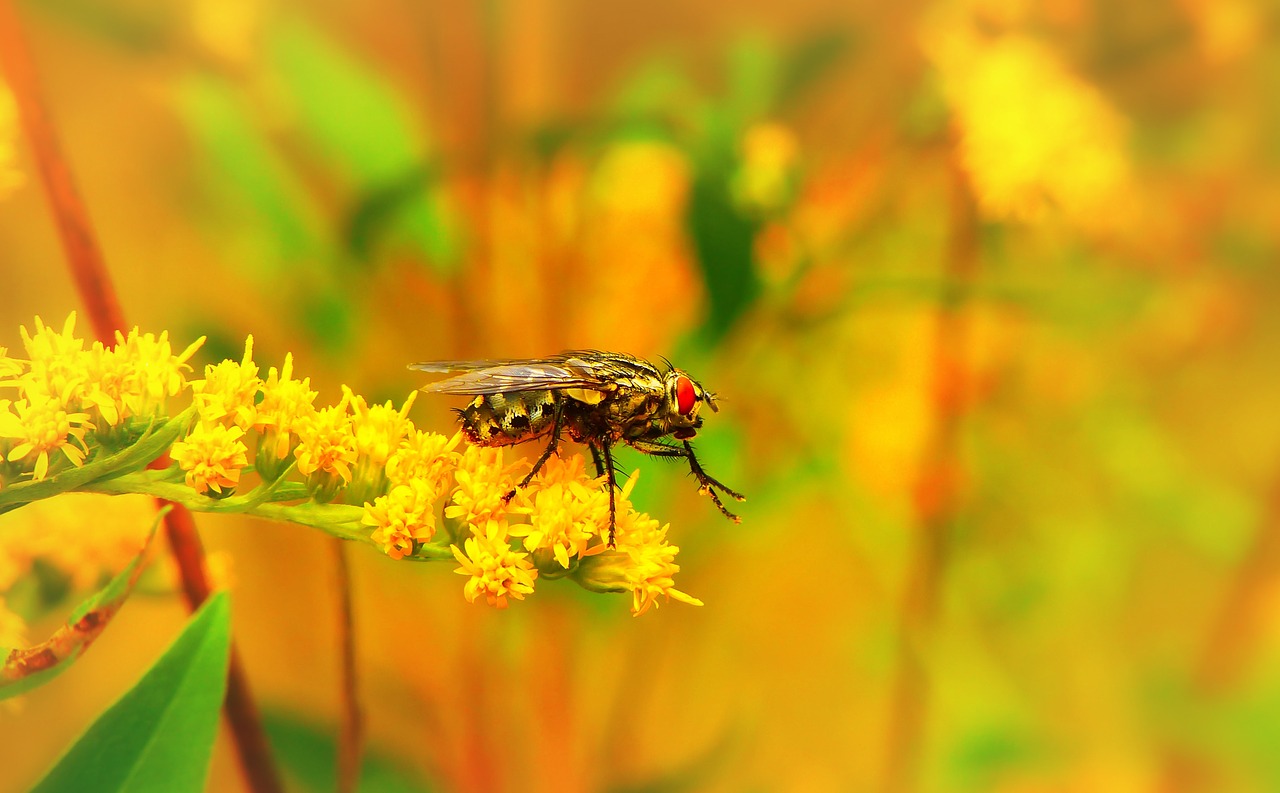 ścierwica mięsówka  insect  muchówki free photo