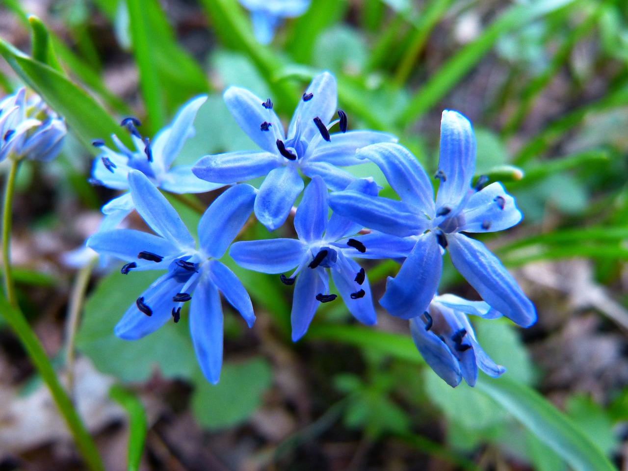 scilla blue star flower free photo