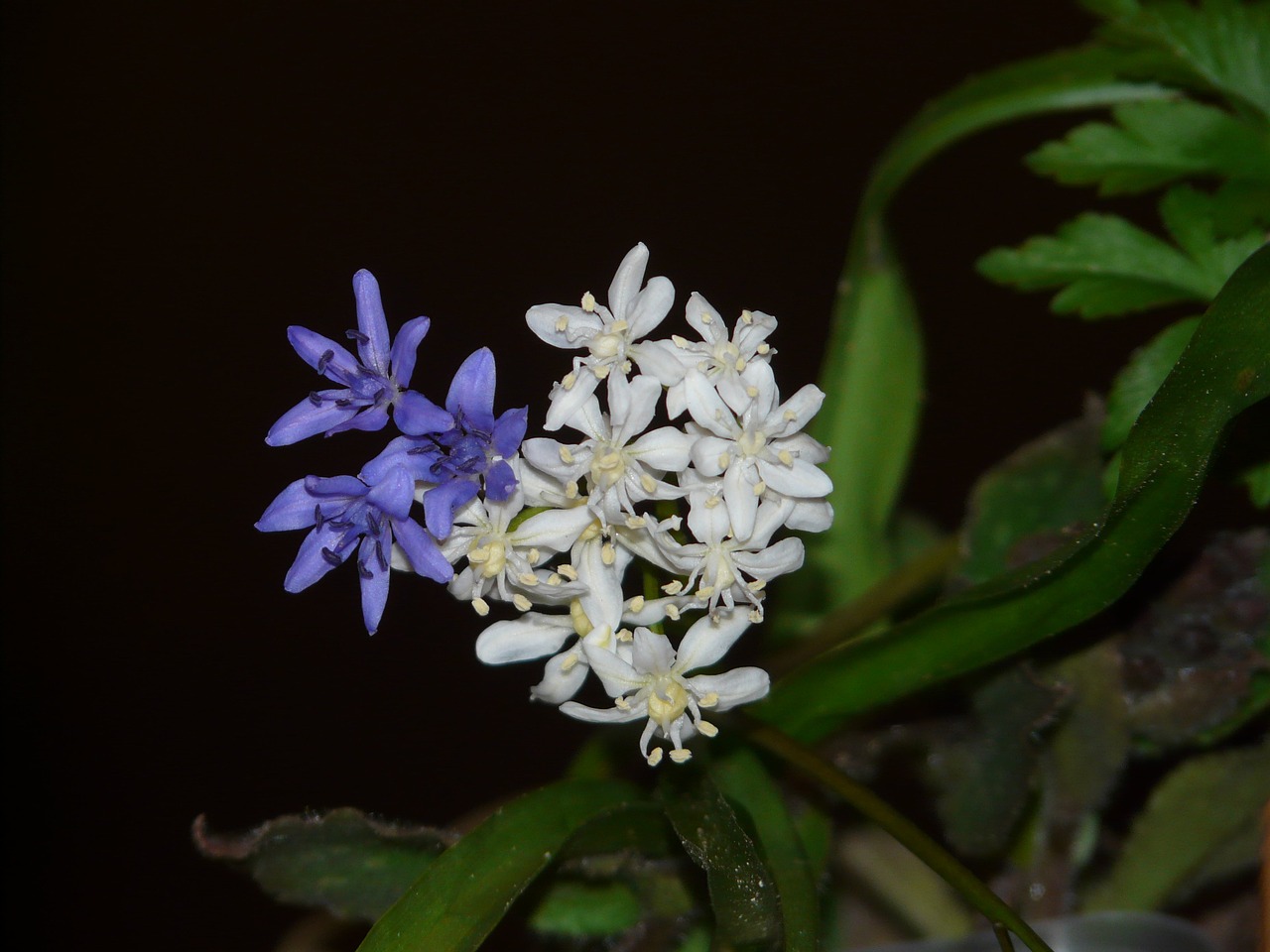 scilla flower blossom free photo