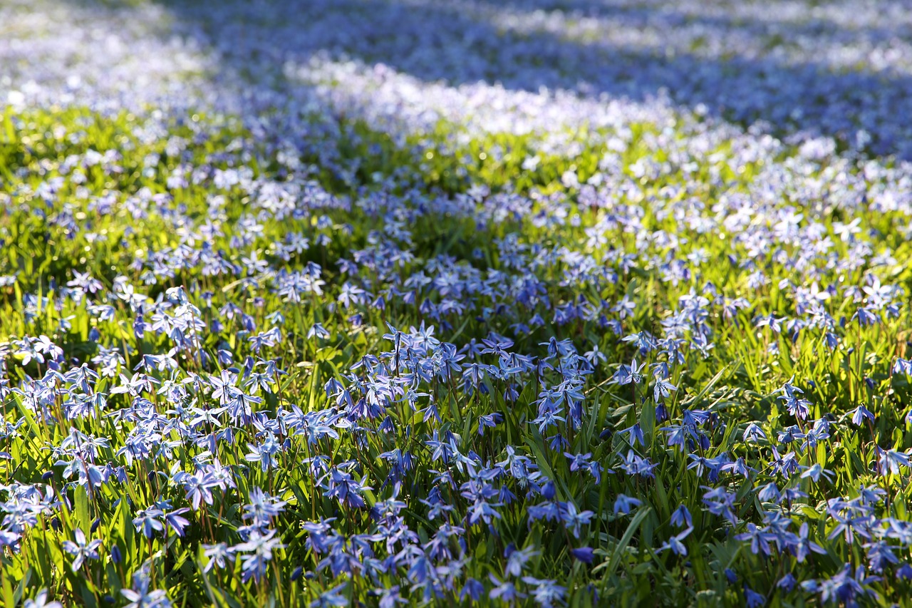 scilla  spring  spring flower free photo