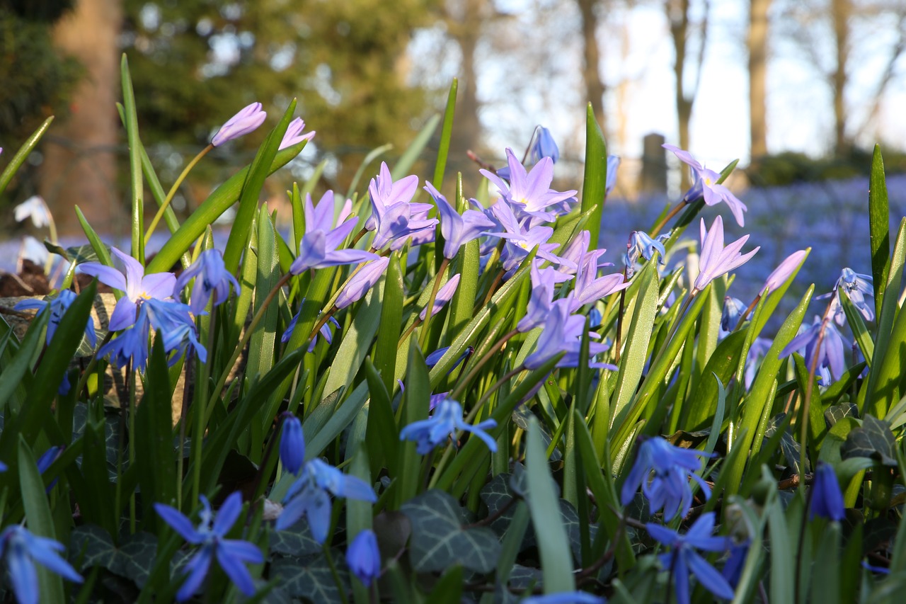 scilla  blue star  early bloomer free photo