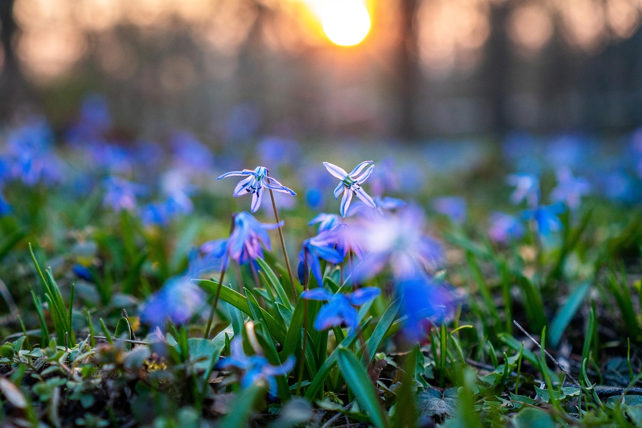 scilla siberica  scilla  flower free photo