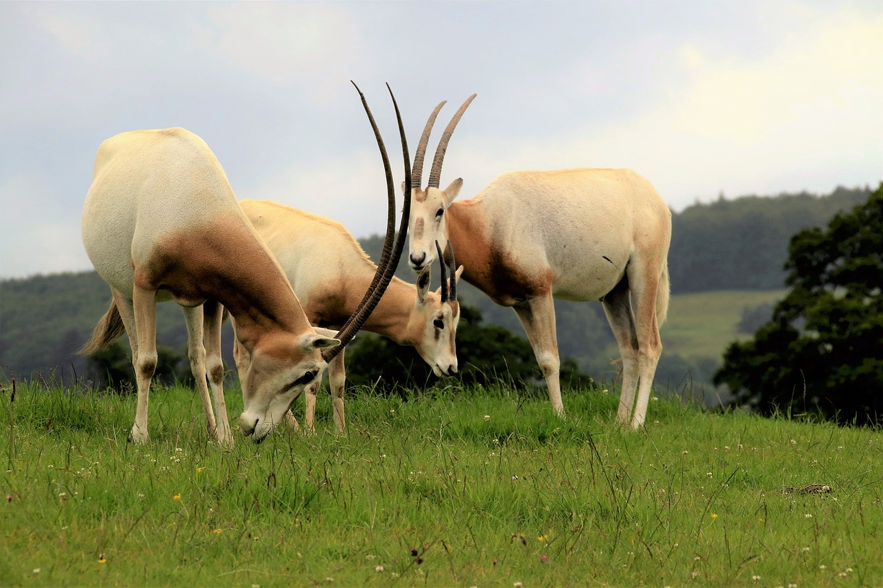 scimitar oryx antelope wildlife free photo