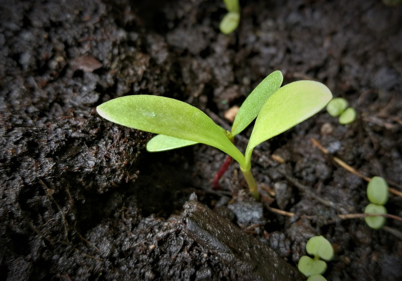 scion seedling germ leaves free photo