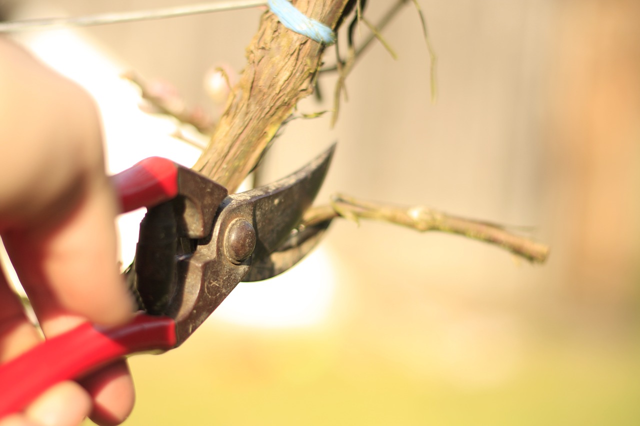 scissors grape-vine vineyard free photo