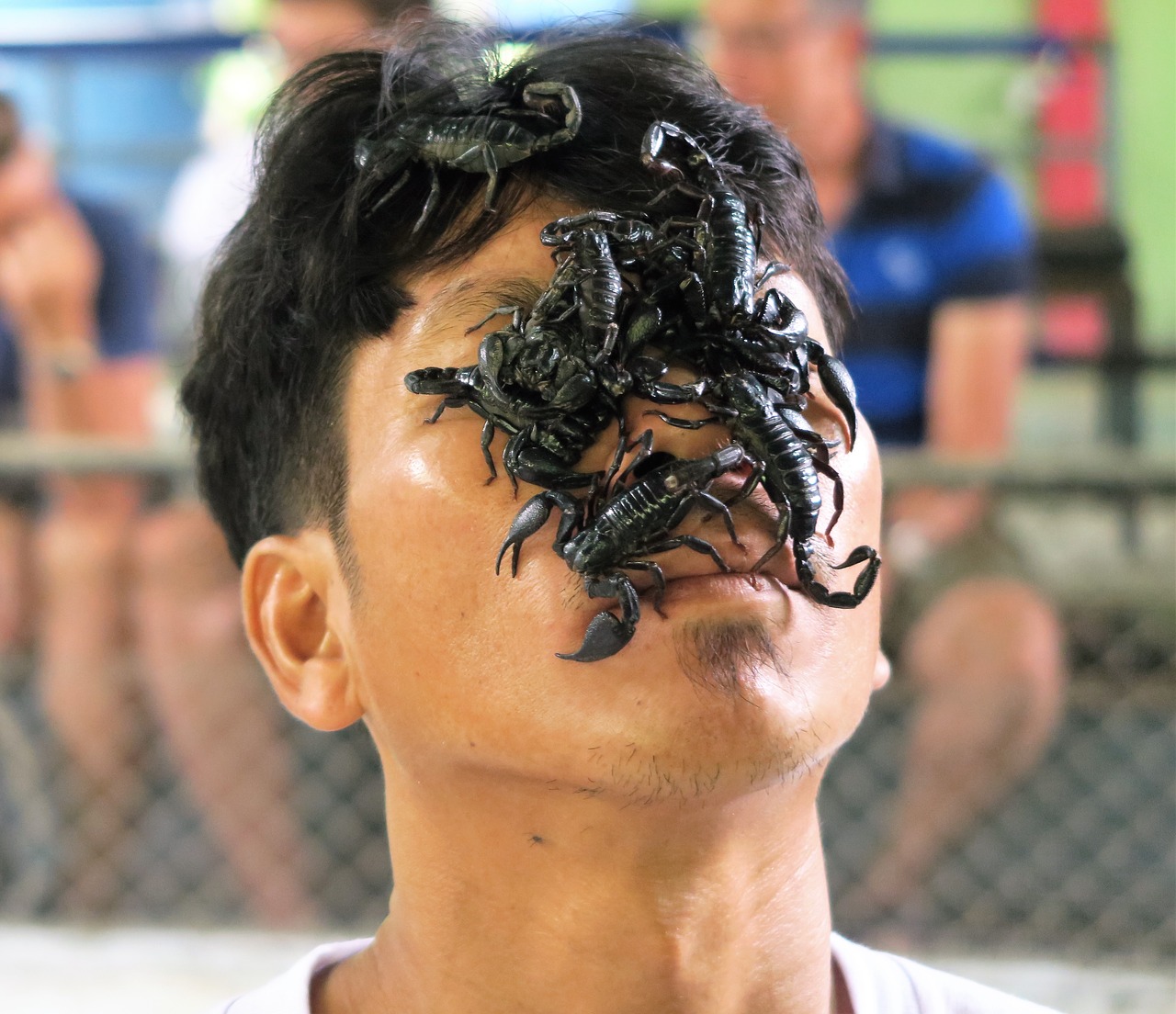 scorpio face black scorpions free photo