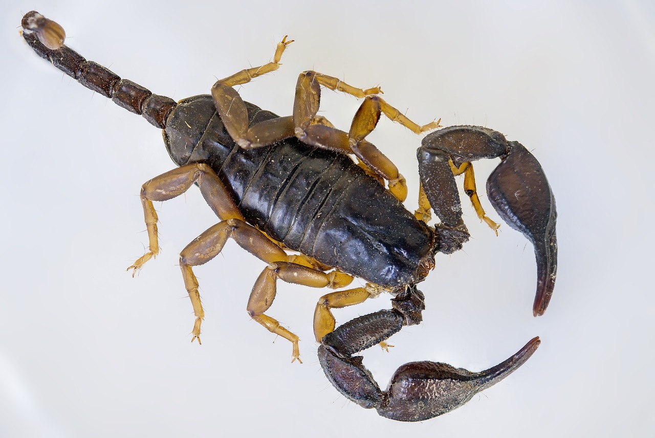 scorpio black scorpion e flavicaudis free photo