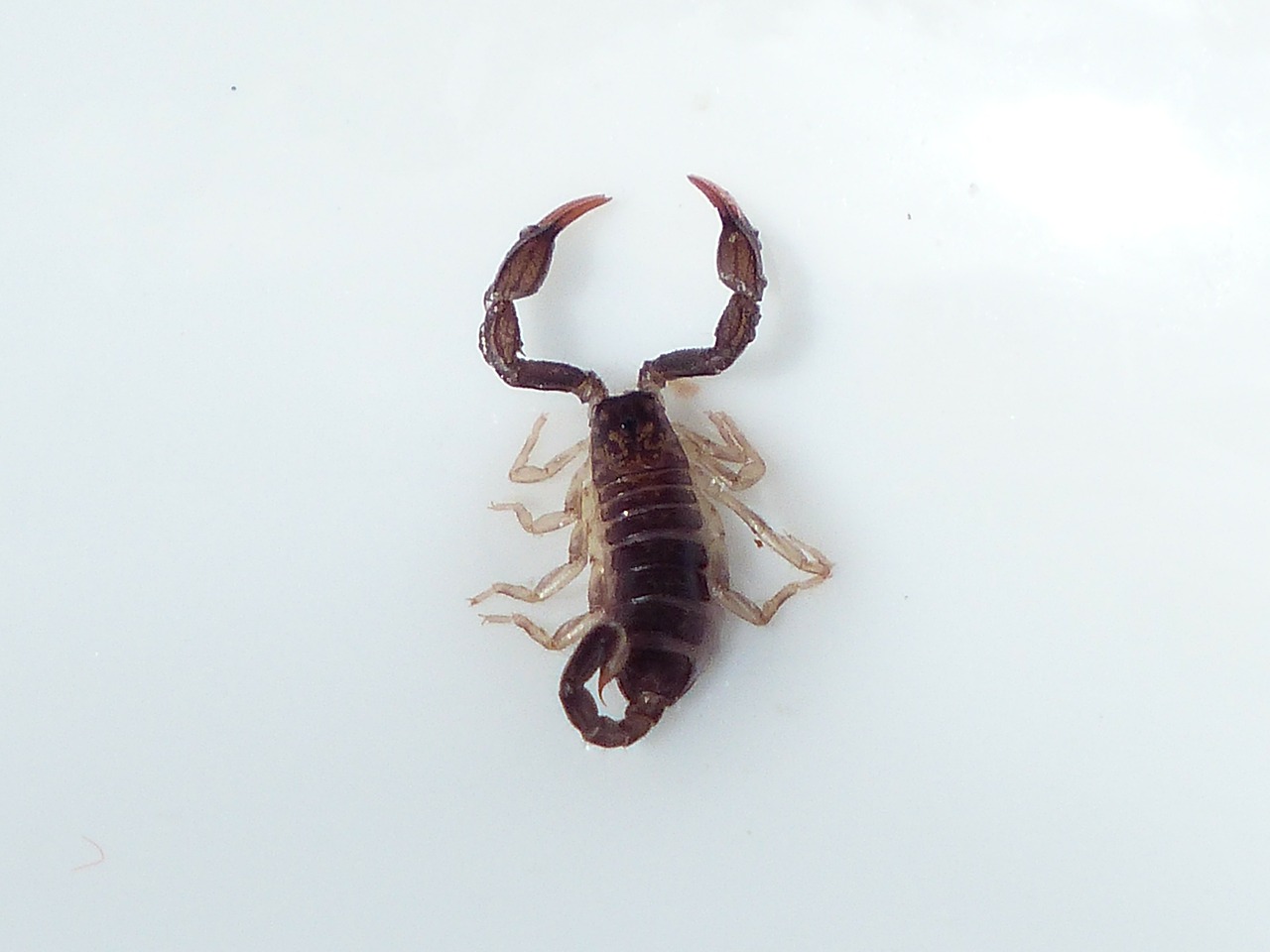 scorpio animal sting free photo