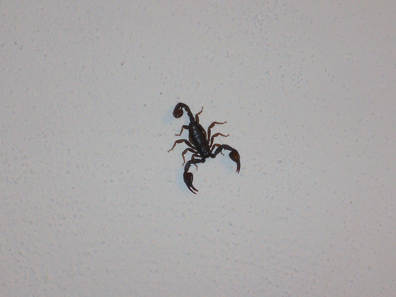 scorpio invertebrates chele free photo