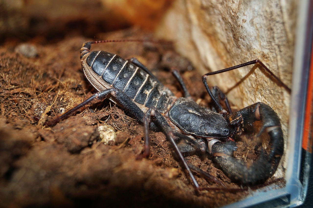 scorpio animal thai scorpion free photo