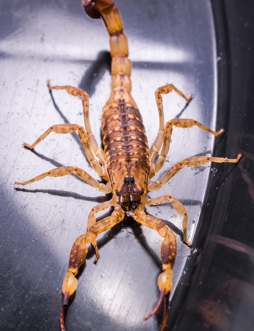 scorpio arachnid brown free photo