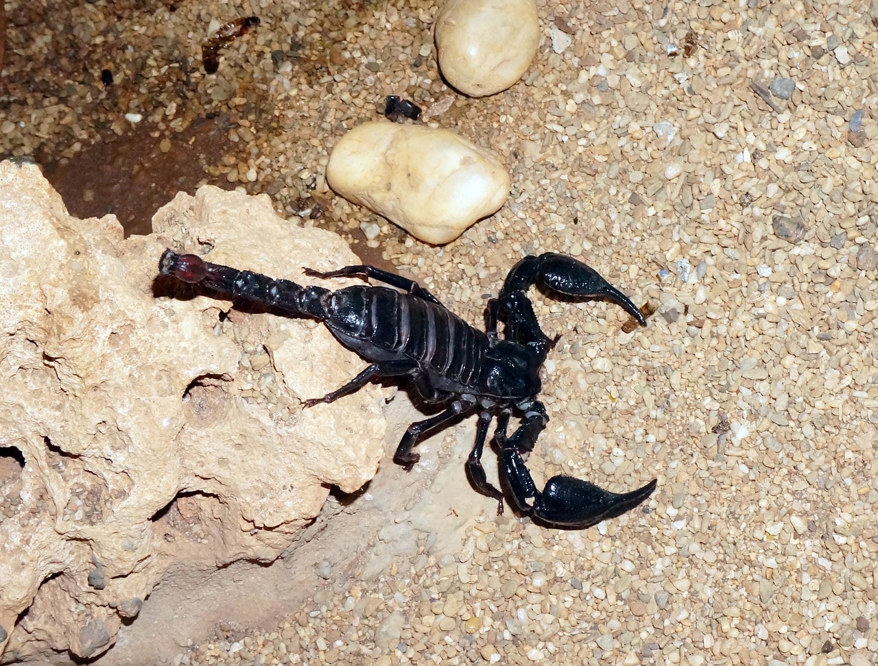 scorpion black sand free photo