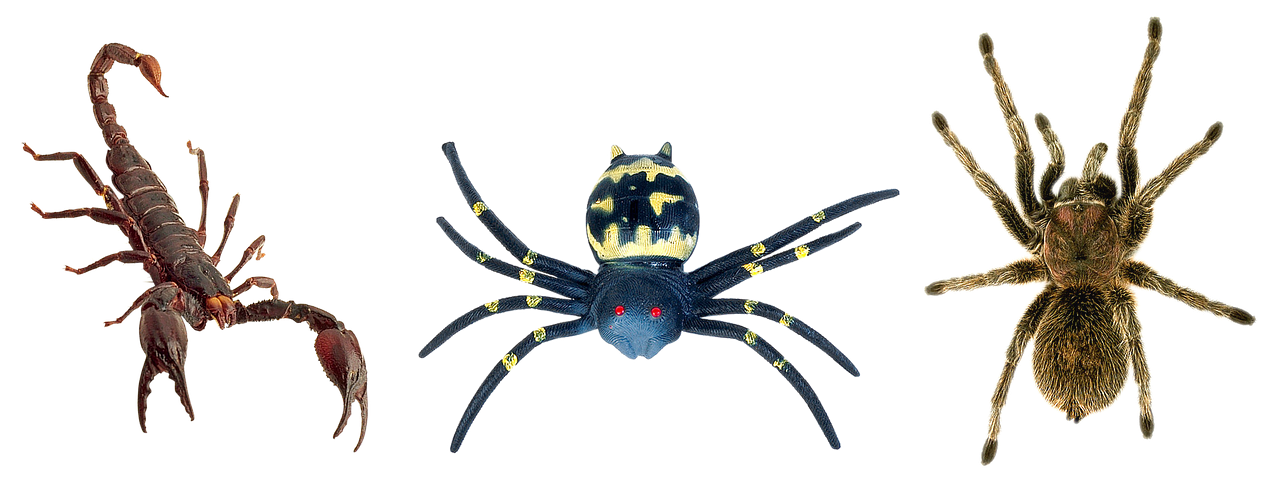 scorpion spiders tarantula free photo