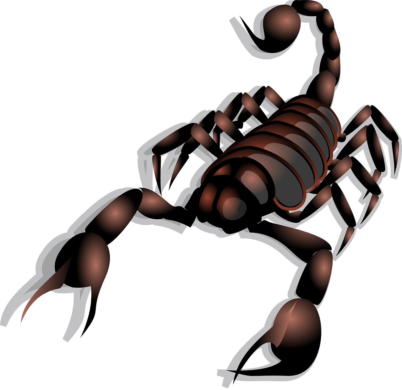 scorpion poisonous stinger free photo