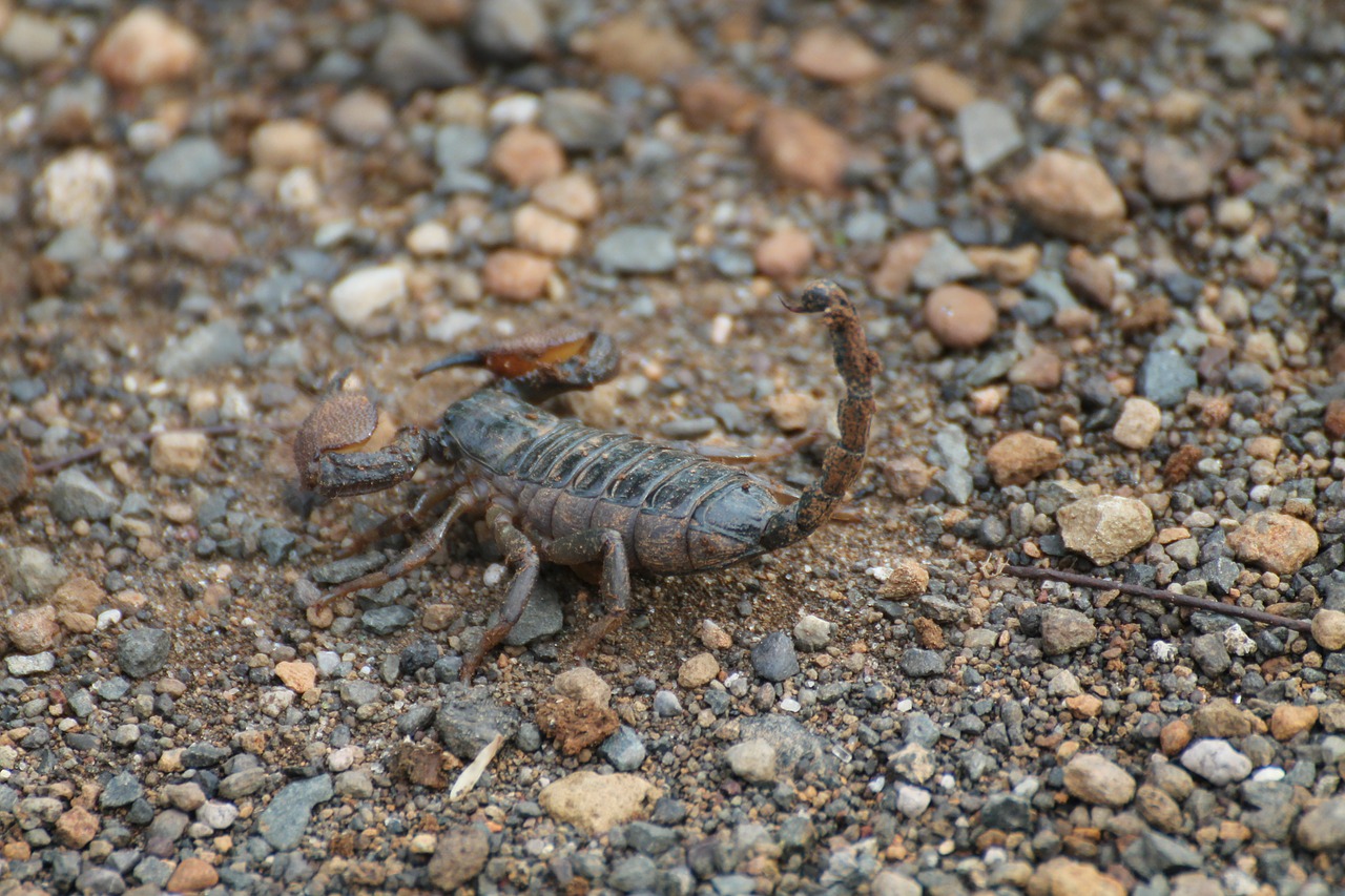 scorpion insects africa free photo