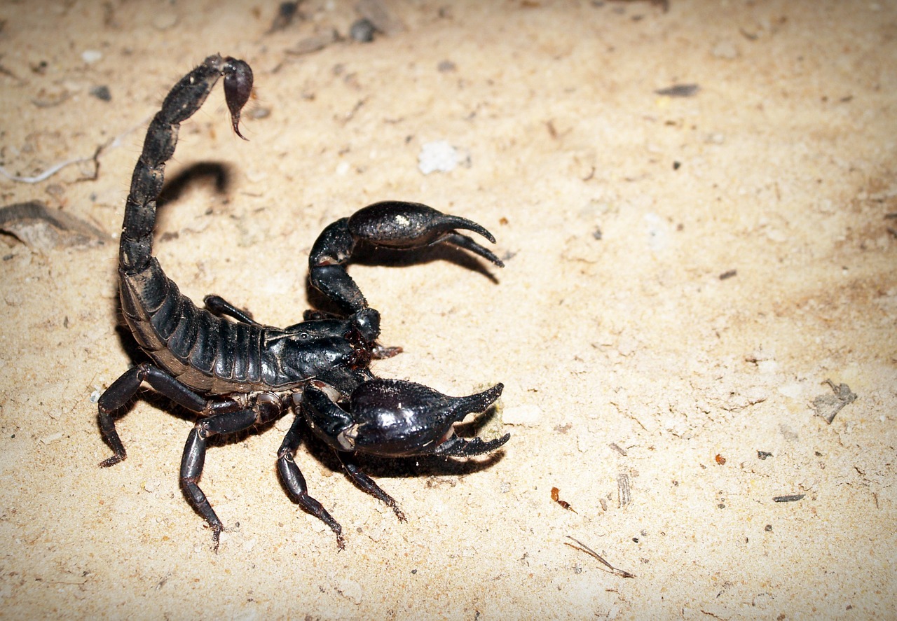 scorpion deadly black free photo