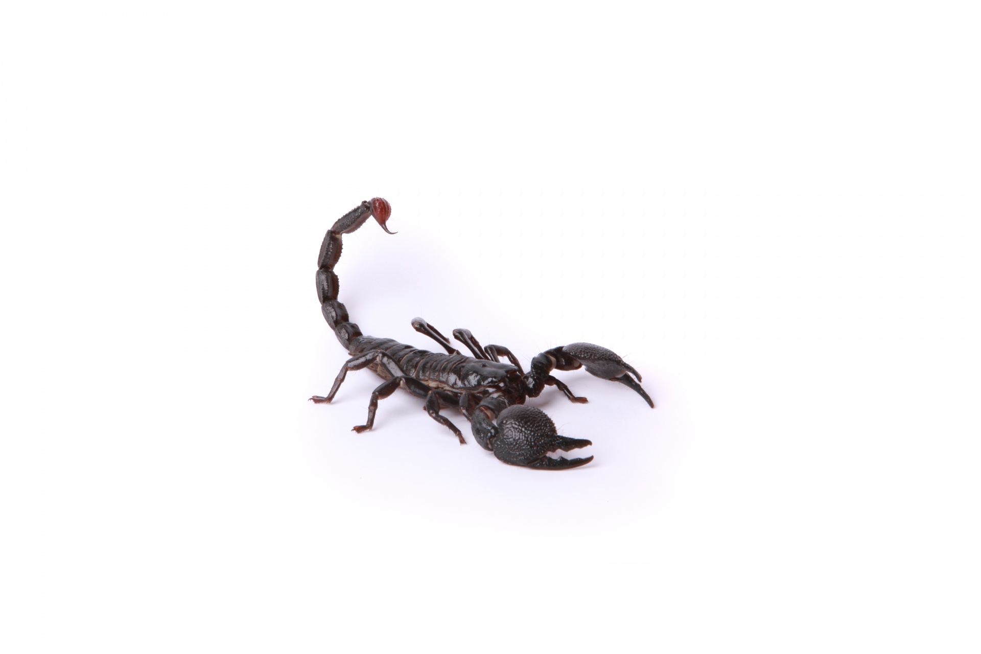 scorpion scorpion on white background free pictures free photo