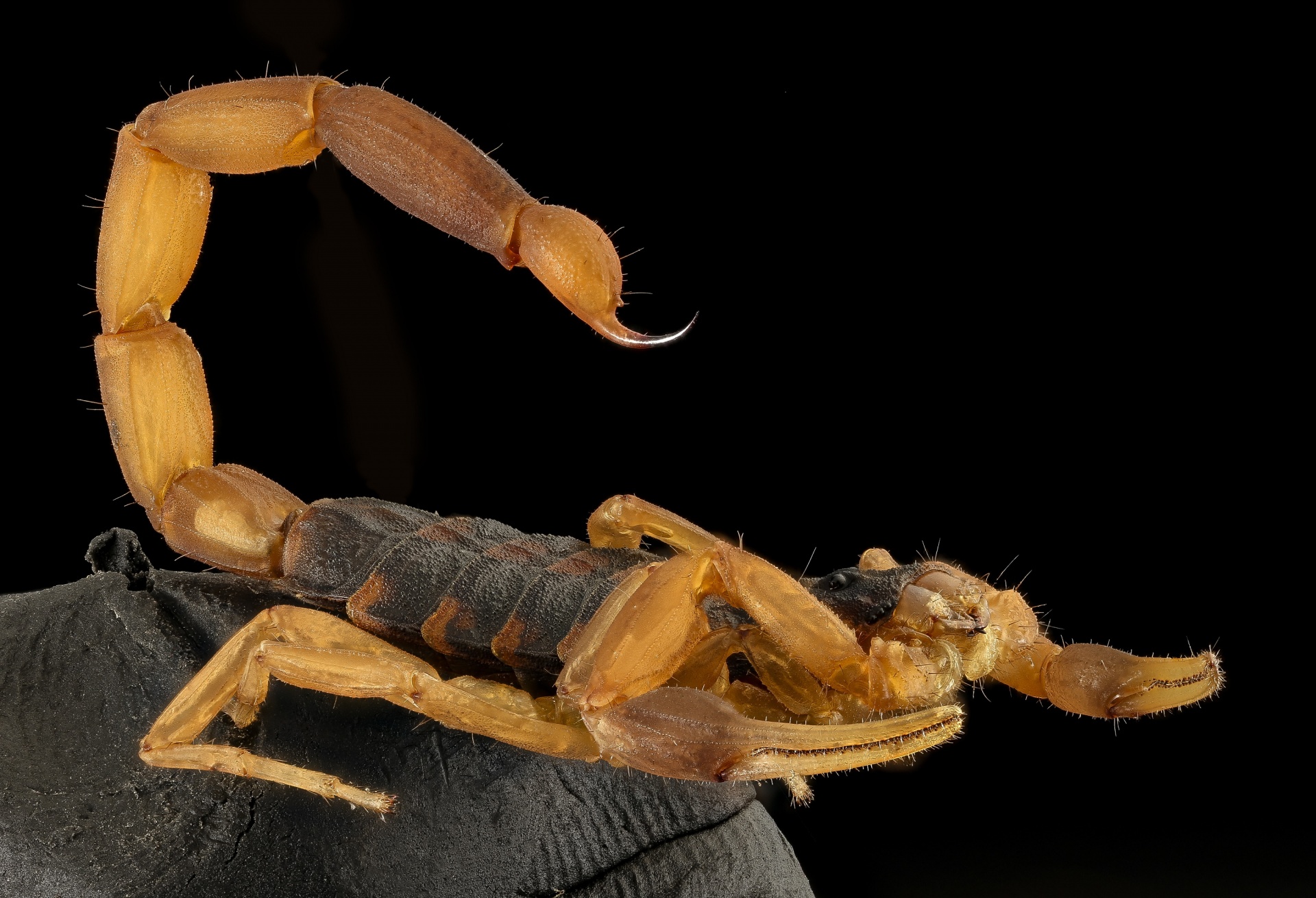 scorpion striped bark close up free photo