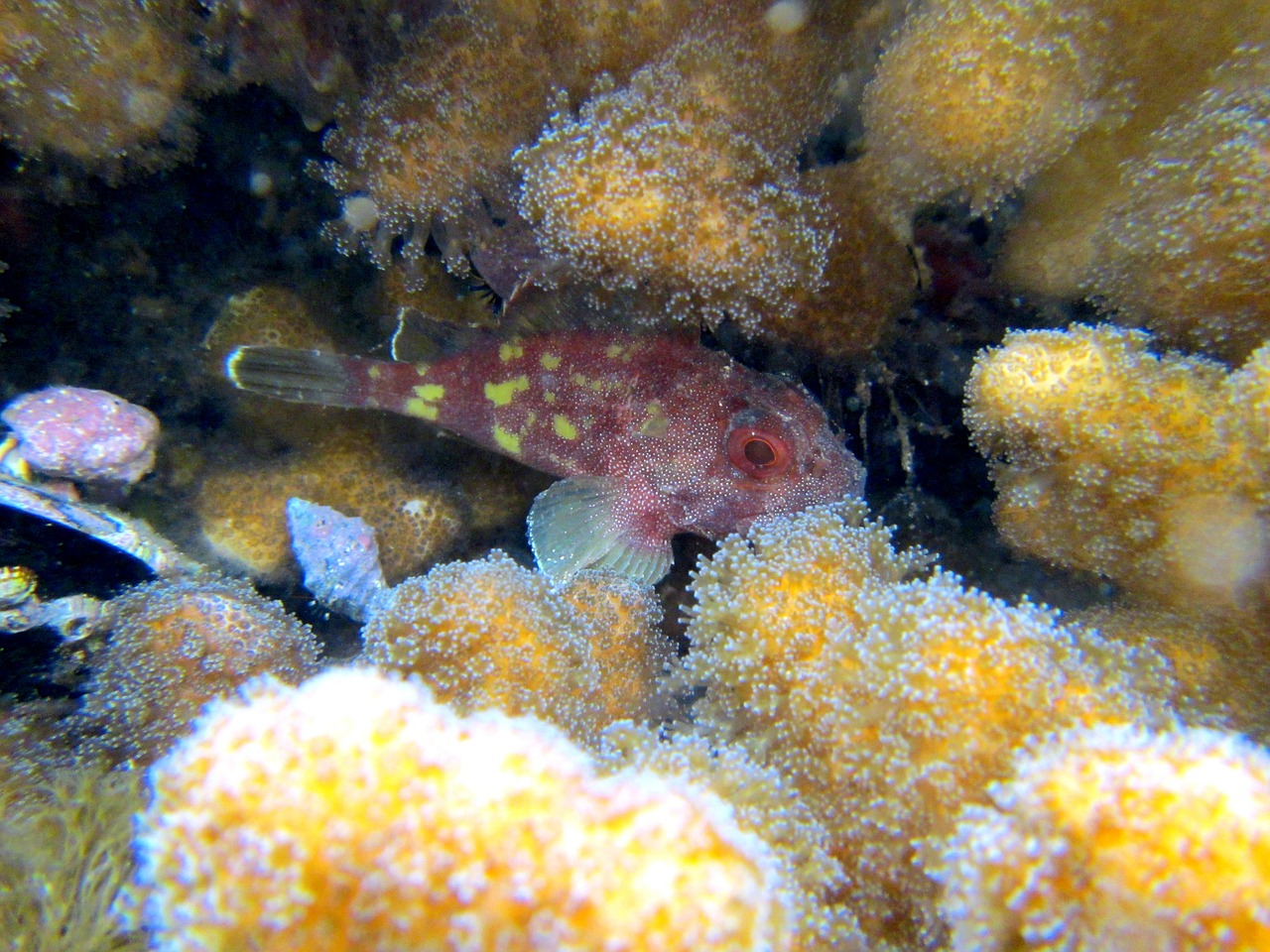 scorpionfish coral sea free photo