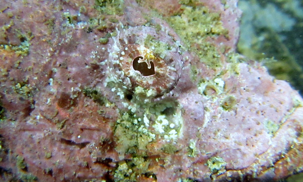 scorpionfish macro sea free photo