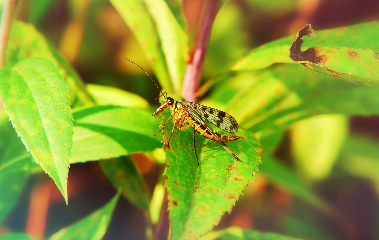 scorpionica total  female  insect free photo