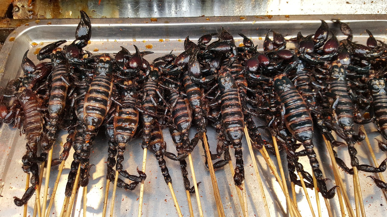 scorpions scorpion food free photo