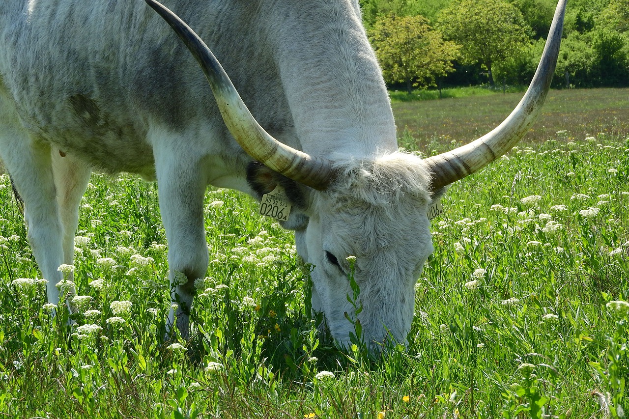 Cows long tails cats. Рога коровы. Коровы в Венгрии. Корова с длинными ушами. Рога коровы картинка.