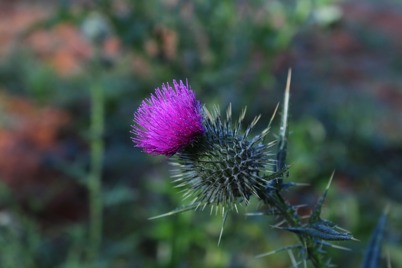 scotch thistle flower free photo