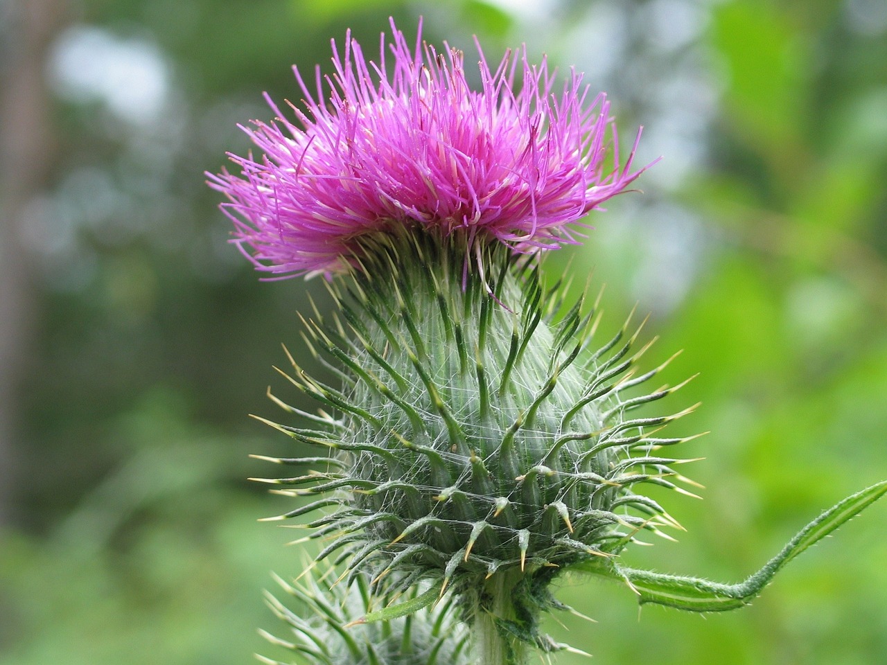 scotch thistle flower plant free photo