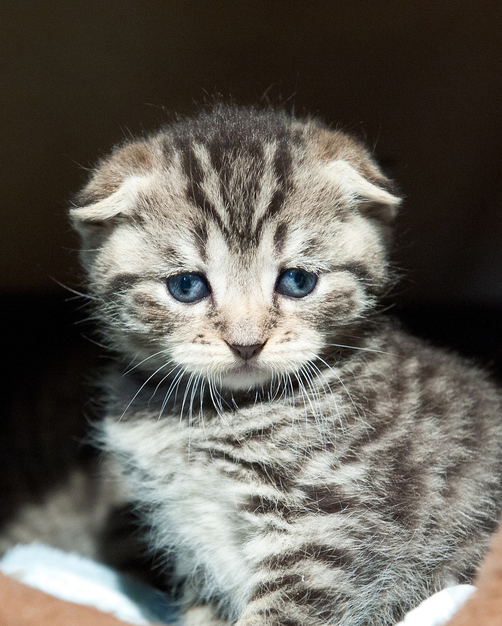 scotish fold cat kitten free photo