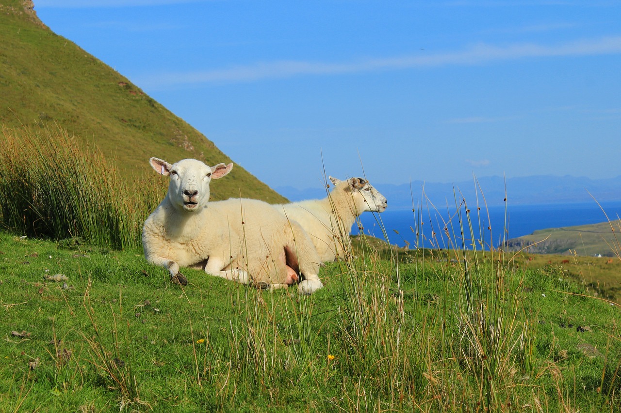 scotland isle of skye sheep free photo