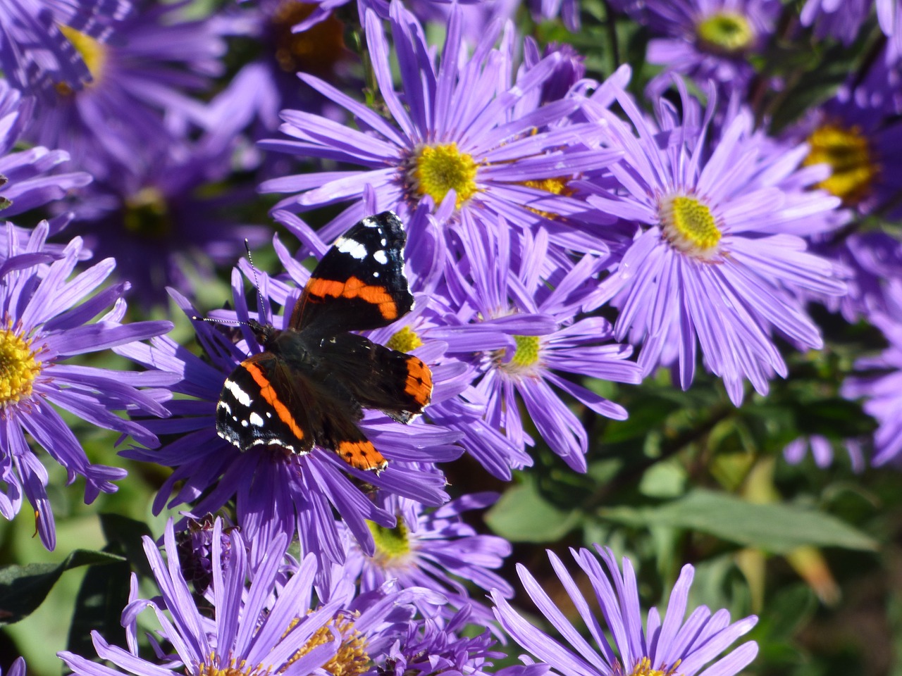 scotland flowers butterfly free photo