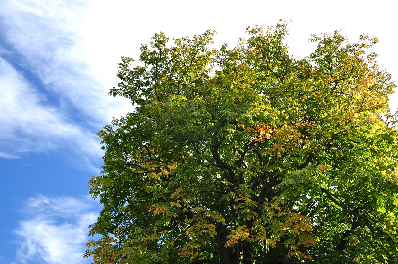 scotland st andrews autumn free photo