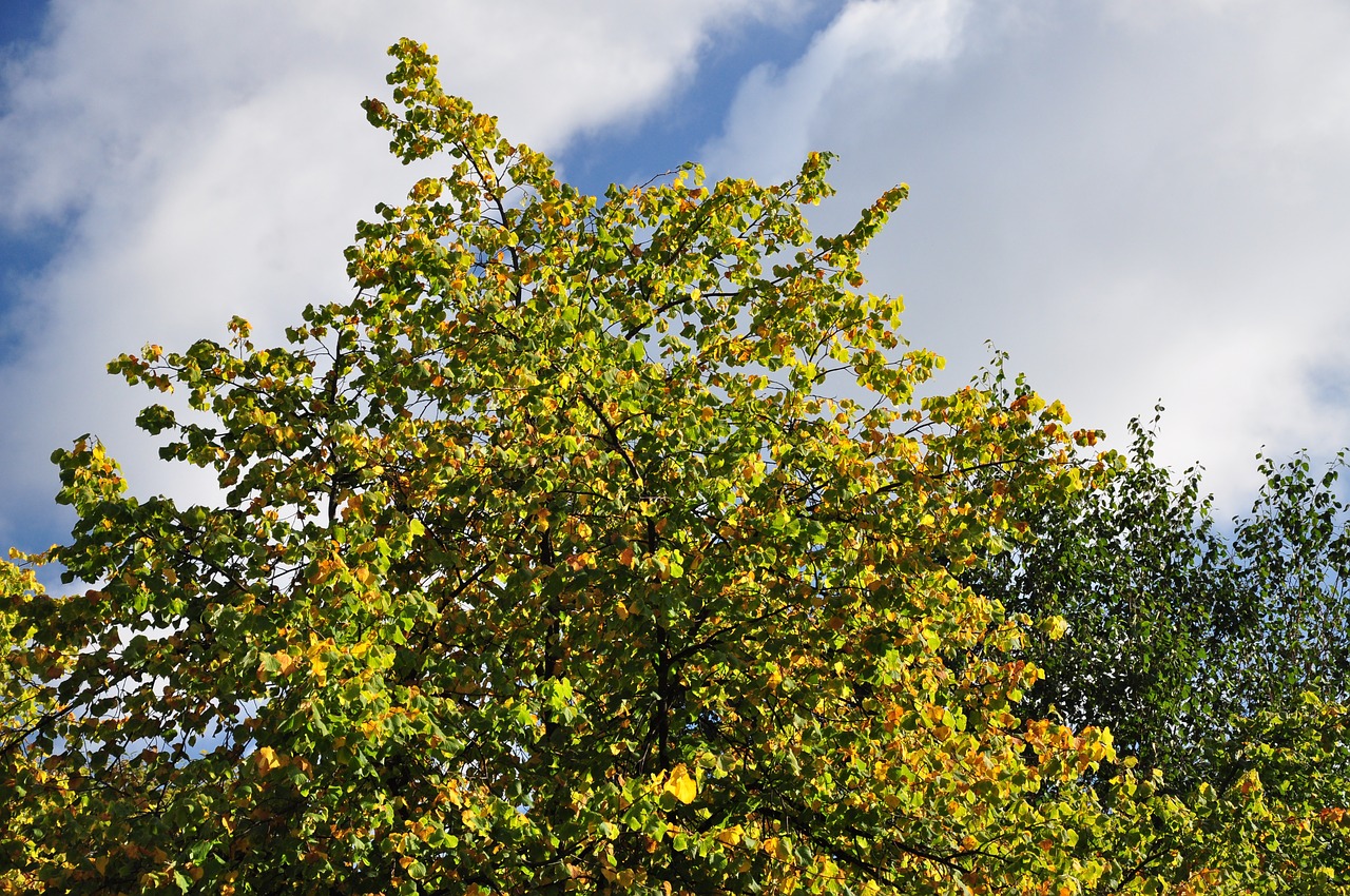 scotland tree nature free photo