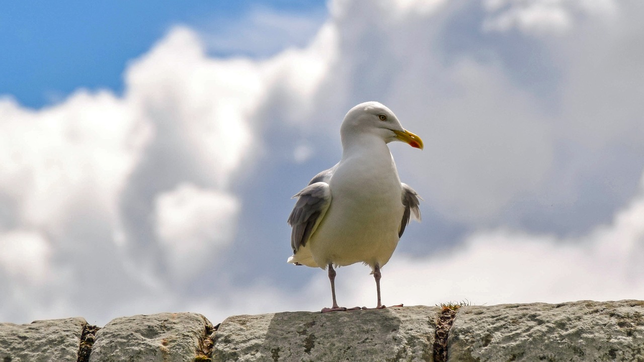 scotland st andrews seagull free photo