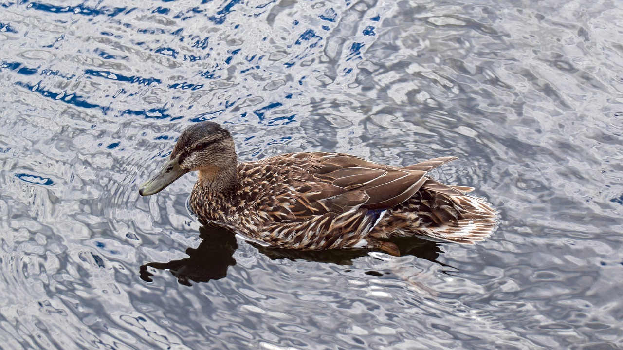 scotland england duck free photo