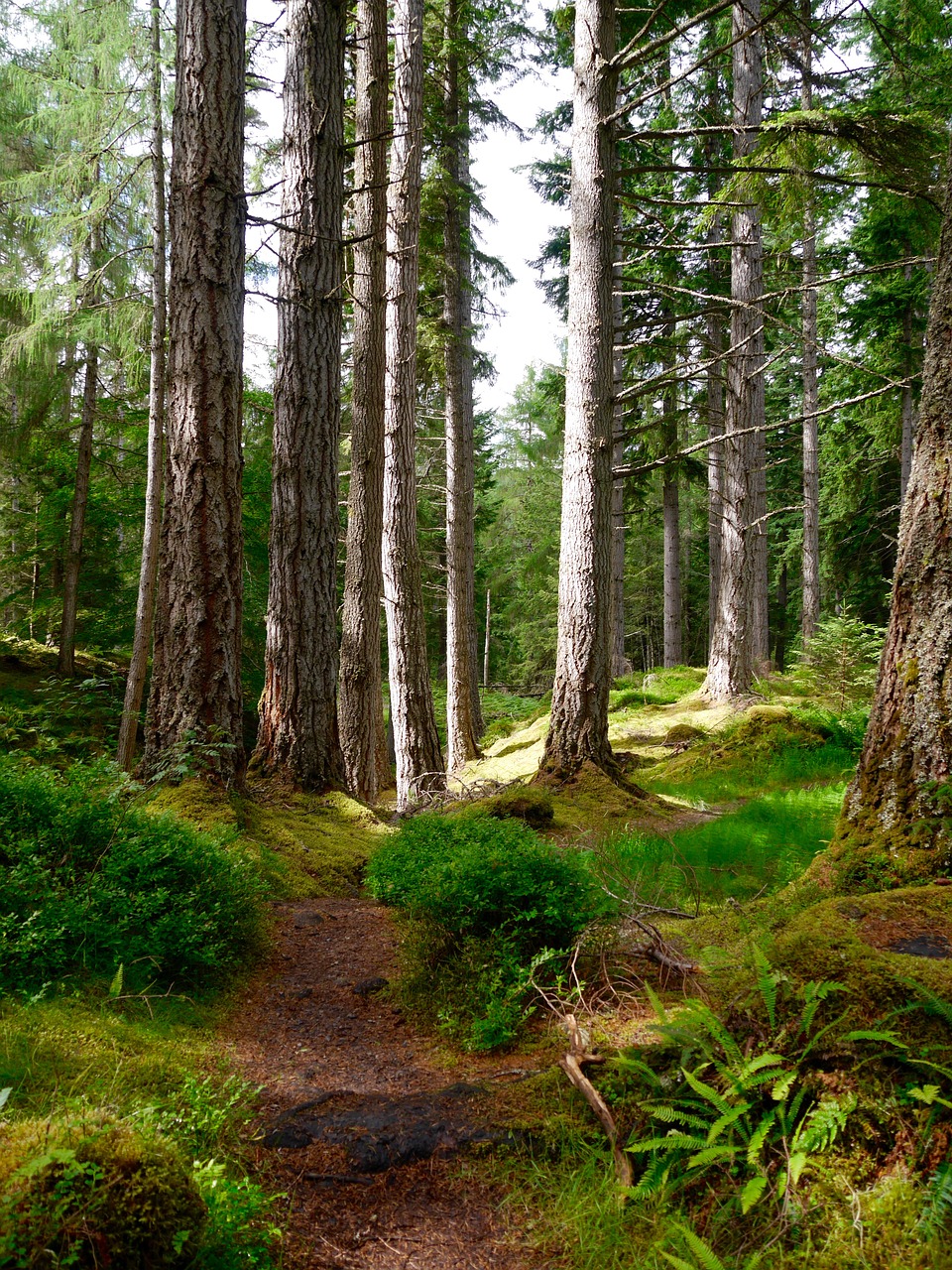 scotland trees nature free photo