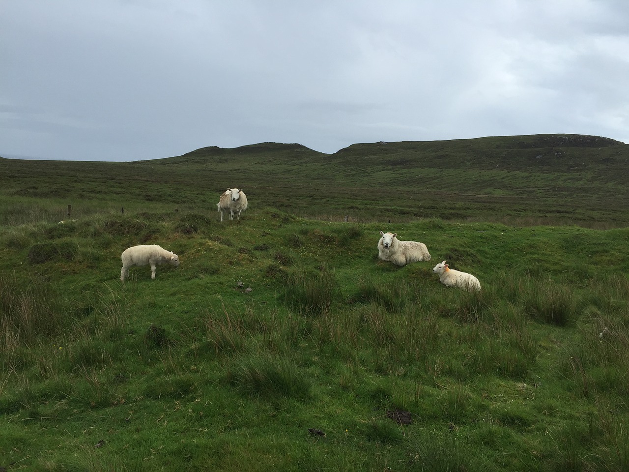 scotland grass sheep free photo